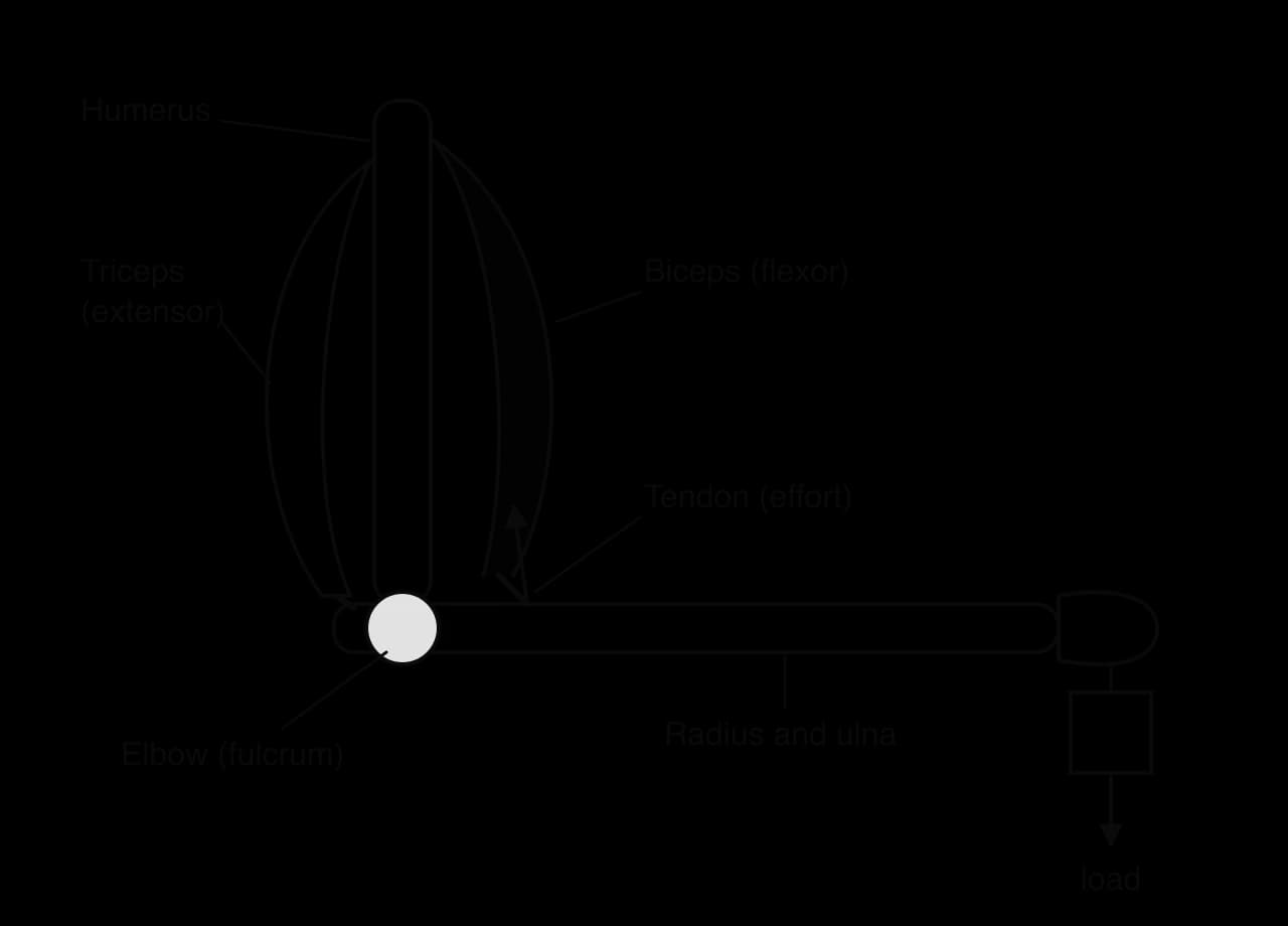 Human arm with the elbow bent. The humerus is vertical; the radius and ulna run horizontally to the hand, from which a load hangs. The biceps, in front of the humerus, attaches by a tendon just beyond the elbow (effort arrow upwards). The triceps lies behind. The elbow is the fulcrum.