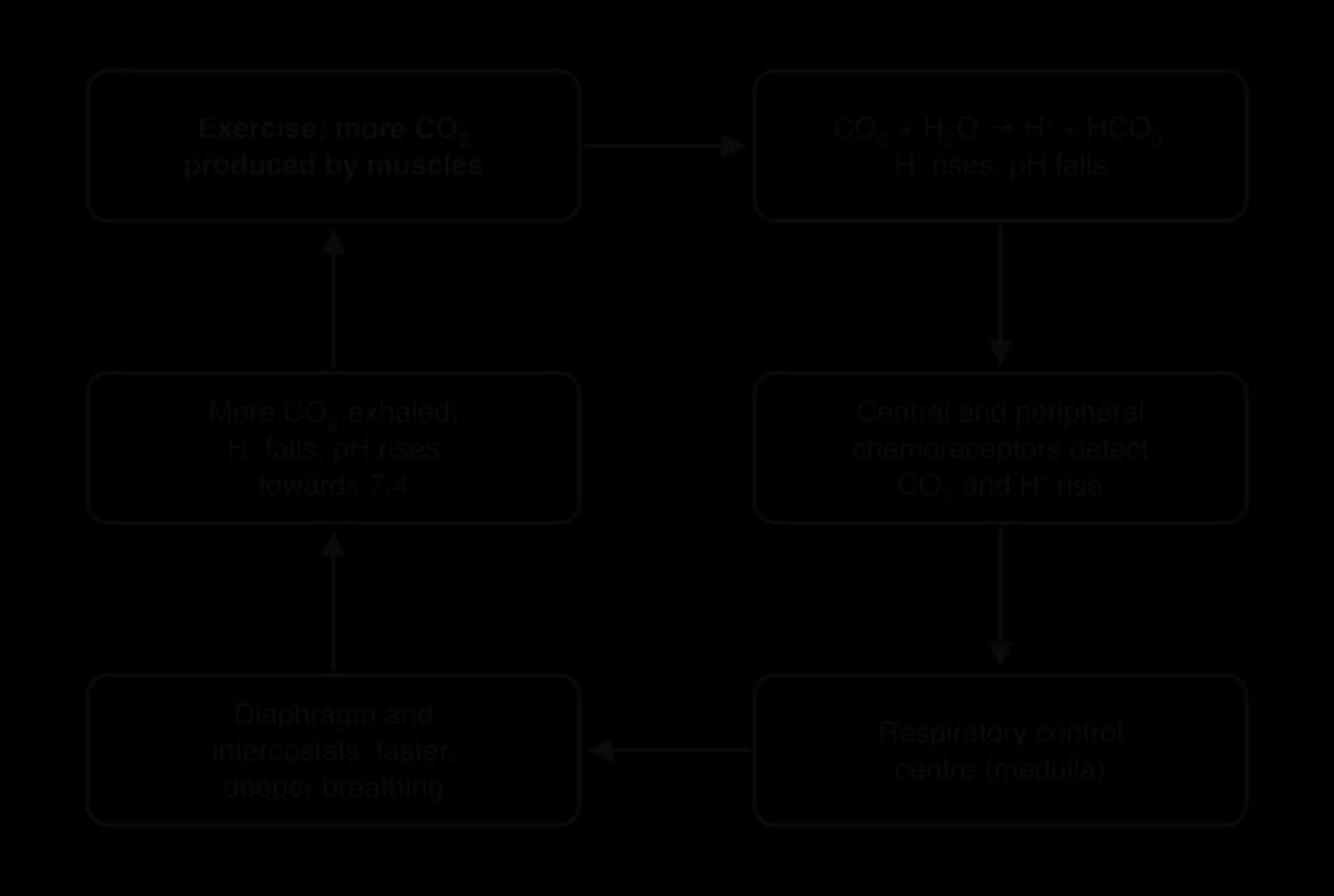Loop: exercise produces more CO2; CO2 + H2O form H+ and HCO3-, so H+ rises and pH falls; central and peripheral chemoreceptors detect it; respiratory control centre in the medulla; diaphragm and intercostals breathe faster and deeper; CO2 exhaled, pH rises towards 7.4.