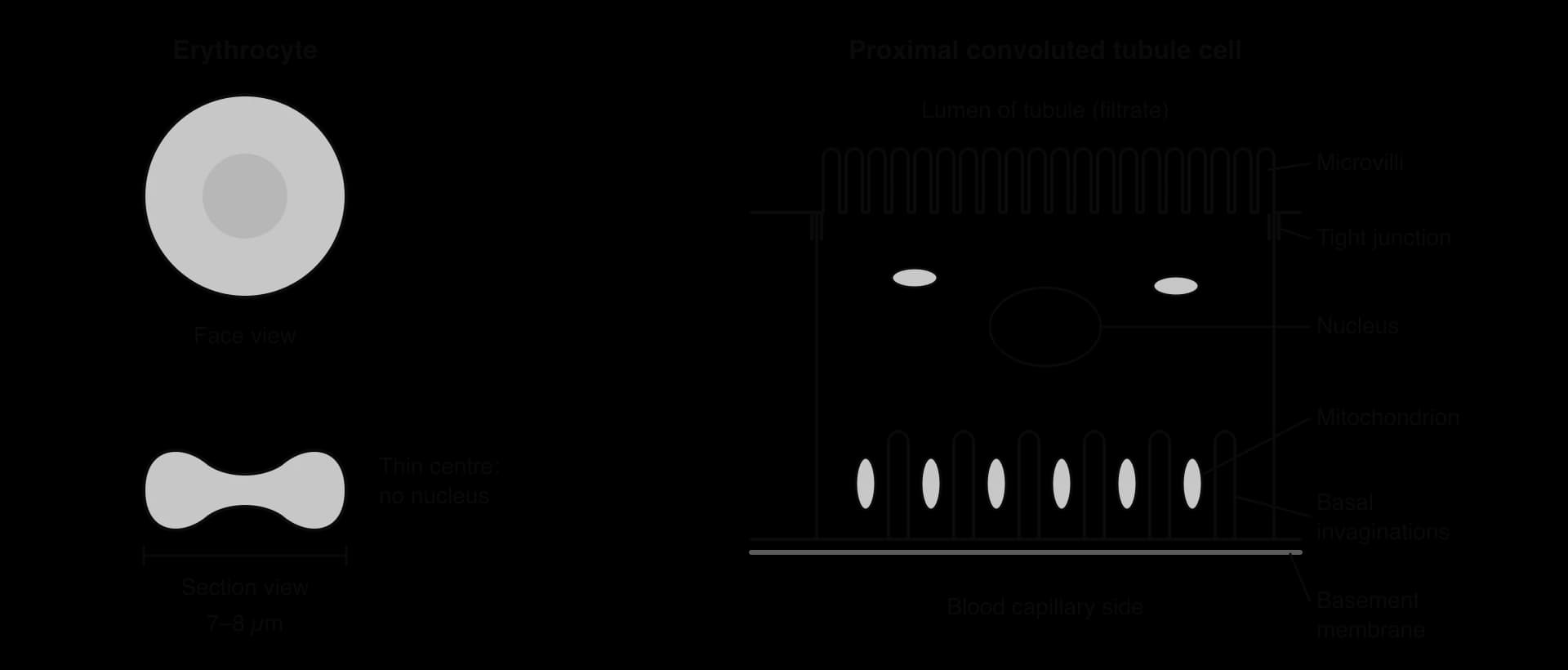 Left: an erythrocyte in face view and in section (biconcave, 7–8 µm across, thin centre, no nucleus). Right: a proximal convoluted tubule cell with microvilli facing the lumen, tight junctions, a nucleus, basal invaginations with mitochondria between them, and a basement membrane on the blood side.