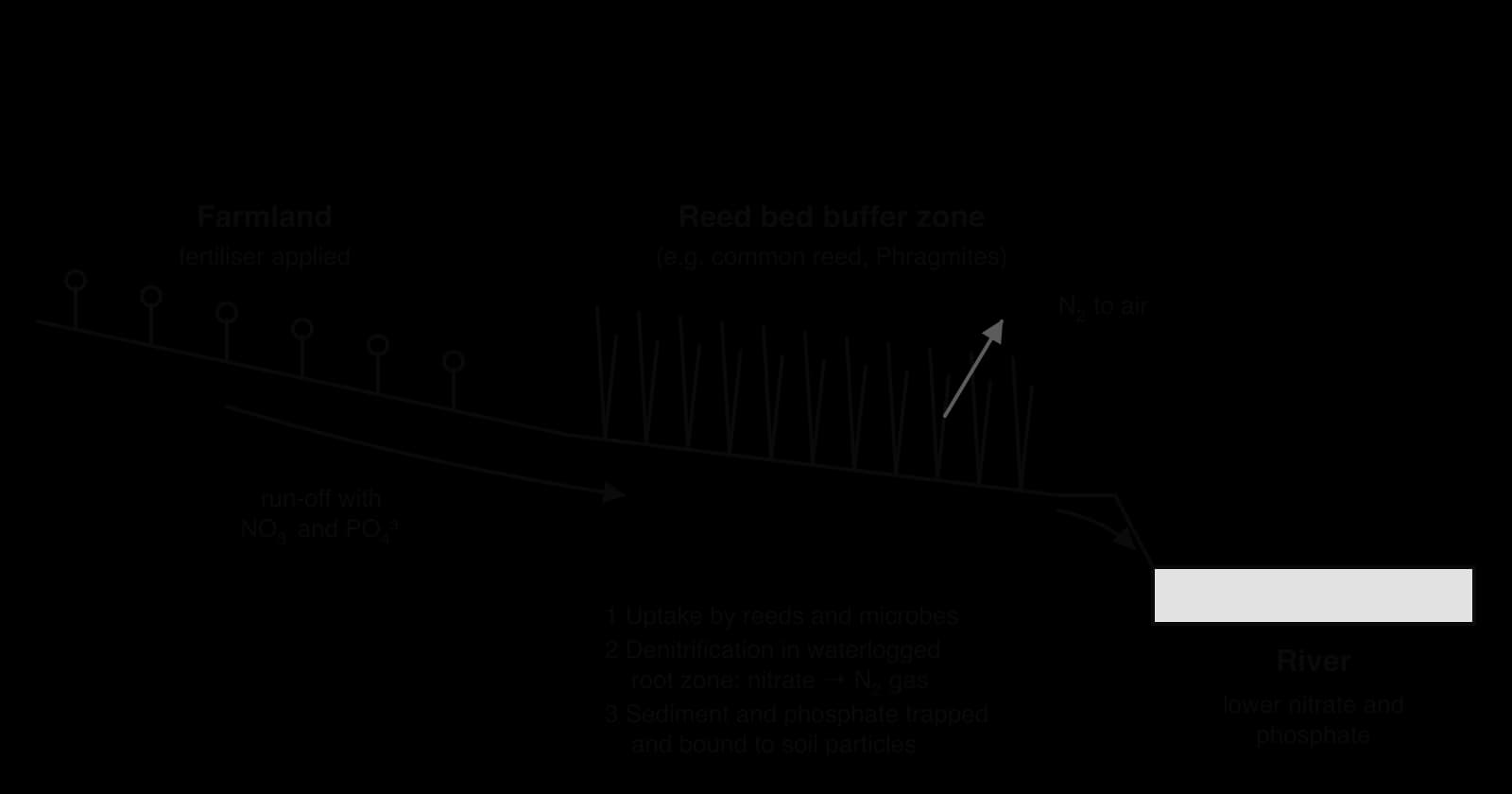 Cross-section: run-off carrying nitrate and phosphate flows from fertilised farmland through a reed bed buffer zone to a river. Labels: uptake by reeds and microbes, denitrification to nitrogen gas in the waterlogged root zone, sediment and phosphate trapped in soil.