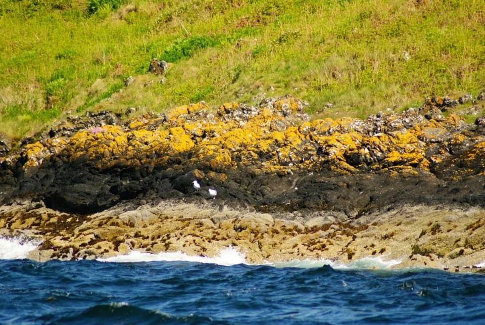 Rocky shore on Great Cumbrae, Scotland, in horizontal bands: brown seaweeds at the waterline, a dark band above, orange and grey lichens higher up, and grassland at the top.