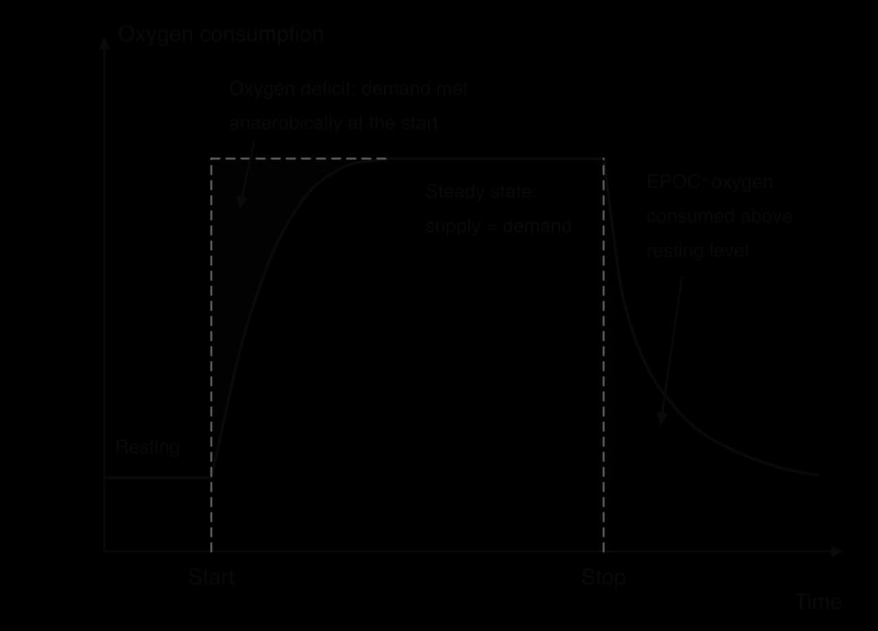 Annotated sketch of oxygen consumption against time. From resting level a curved rise to steady state (supply equals demand); shaded oxygen deficit between the dashed demand line and the curve. After exercise stops a curved fall; shaded EPOC is the oxygen consumed above resting level.