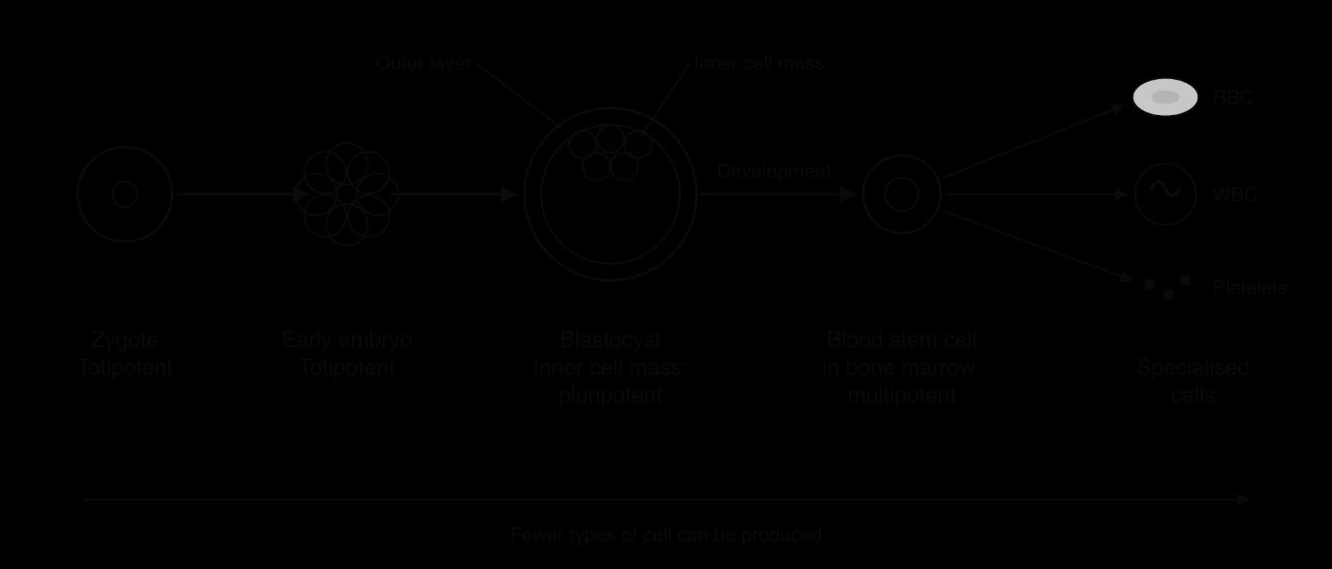Flow diagram: zygote and early embryo (totipotent), blastocyst with outer layer and inner cell mass (pluripotent), then a blood stem cell in bone marrow (multipotent), which gives red blood cells, white blood cells and platelets. An arrow beneath says fewer types of cell can be produced.
