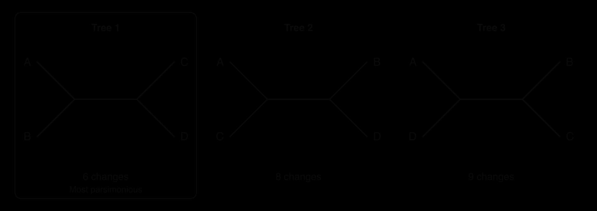 Three unrooted trees for species A to D. Tree 1 pairs A with B and C with D, needing 6 changes, and is boxed as most parsimonious. Tree 2 pairs A with C and B with D, needing 8 changes. Tree 3 pairs A with D and B with C, needing 9 changes.