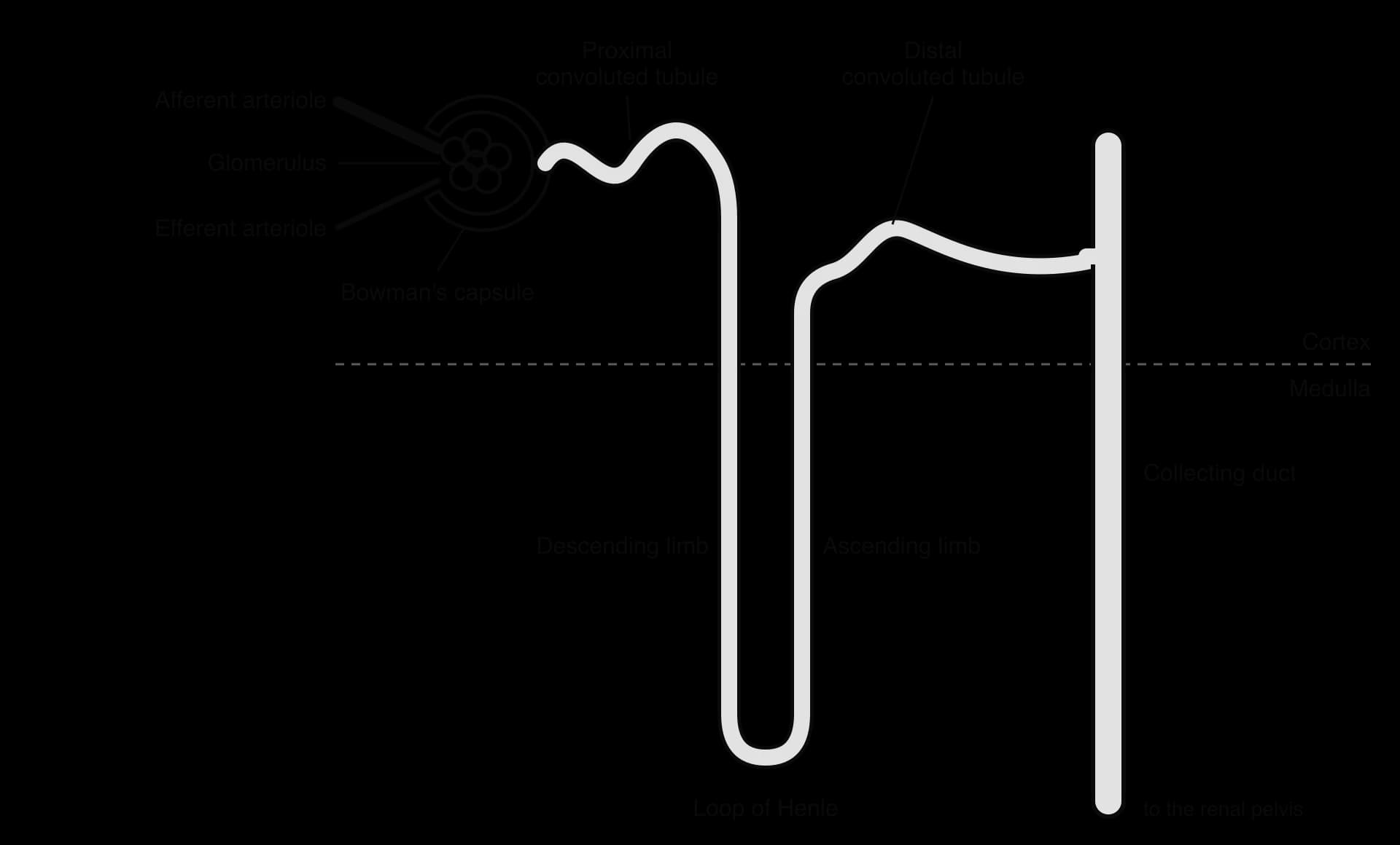 Nephron. Cortex: wide afferent and narrow efferent arterioles at the glomerulus in Bowman's capsule, proximal and distal convoluted tubules. Medulla: descending and ascending limbs of the loop of Henle. Collecting duct runs down to the renal pelvis.