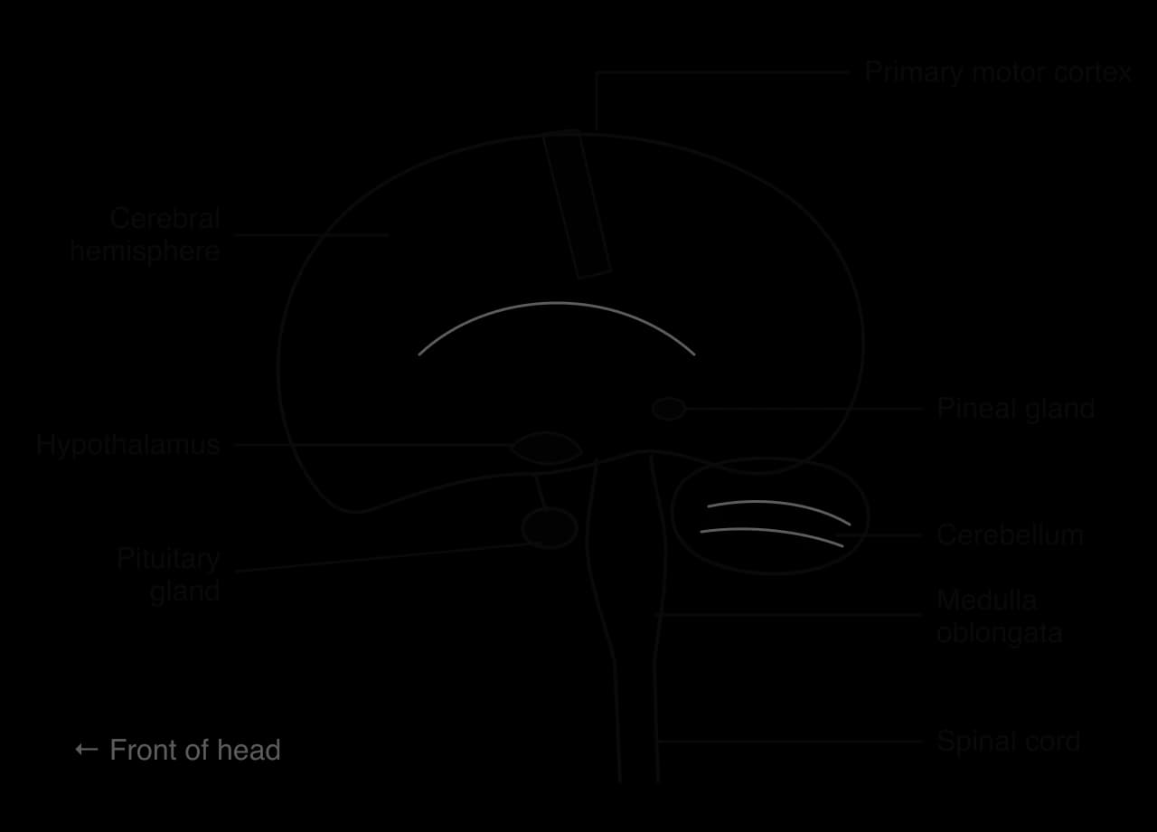 Midline section of the human brain with the front on the left. Labels: cerebral hemisphere, primary motor cortex (a band across the top), hypothalamus, pituitary gland below it, pineal gland, cerebellum at the back below the cerebrum, medulla oblongata and spinal cord.