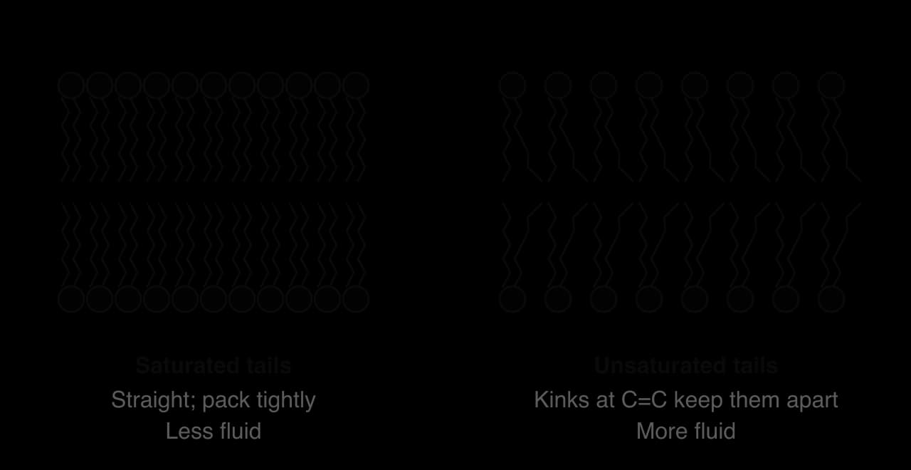 Two sections of bilayer. Left: phospholipids with straight saturated tails packed tightly together, labelled less fluid. Right: phospholipids with one kinked unsaturated tail each, spaced further apart, labelled kinks at C=C keep them apart, more fluid.