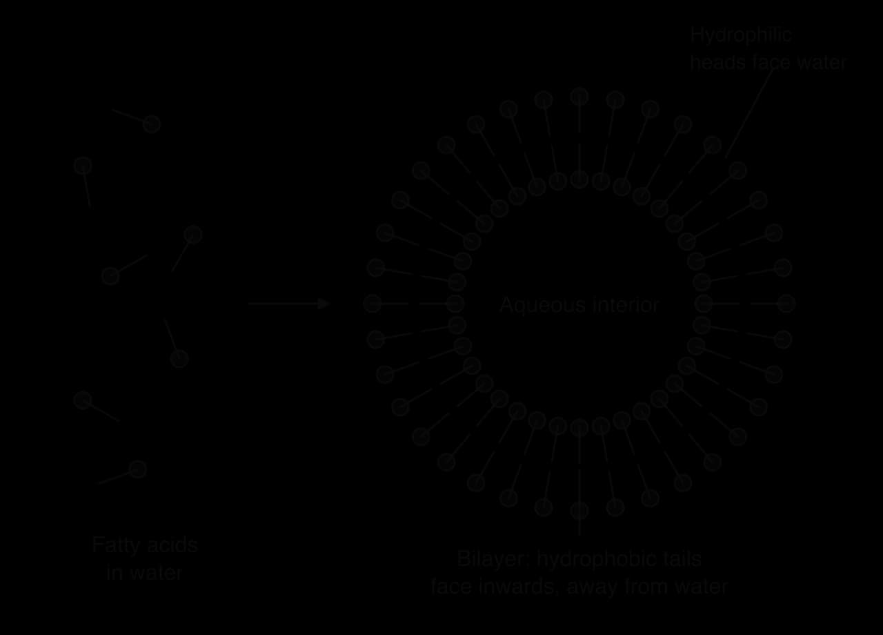 Left: separate fatty acid molecules, each a circle (head) with a line (tail), scattered in water. An arrow leads to a vesicle in cross-section: a ring of two layers of fatty acids with heads facing the water outside and the aqueous interior, and tails facing inwards.