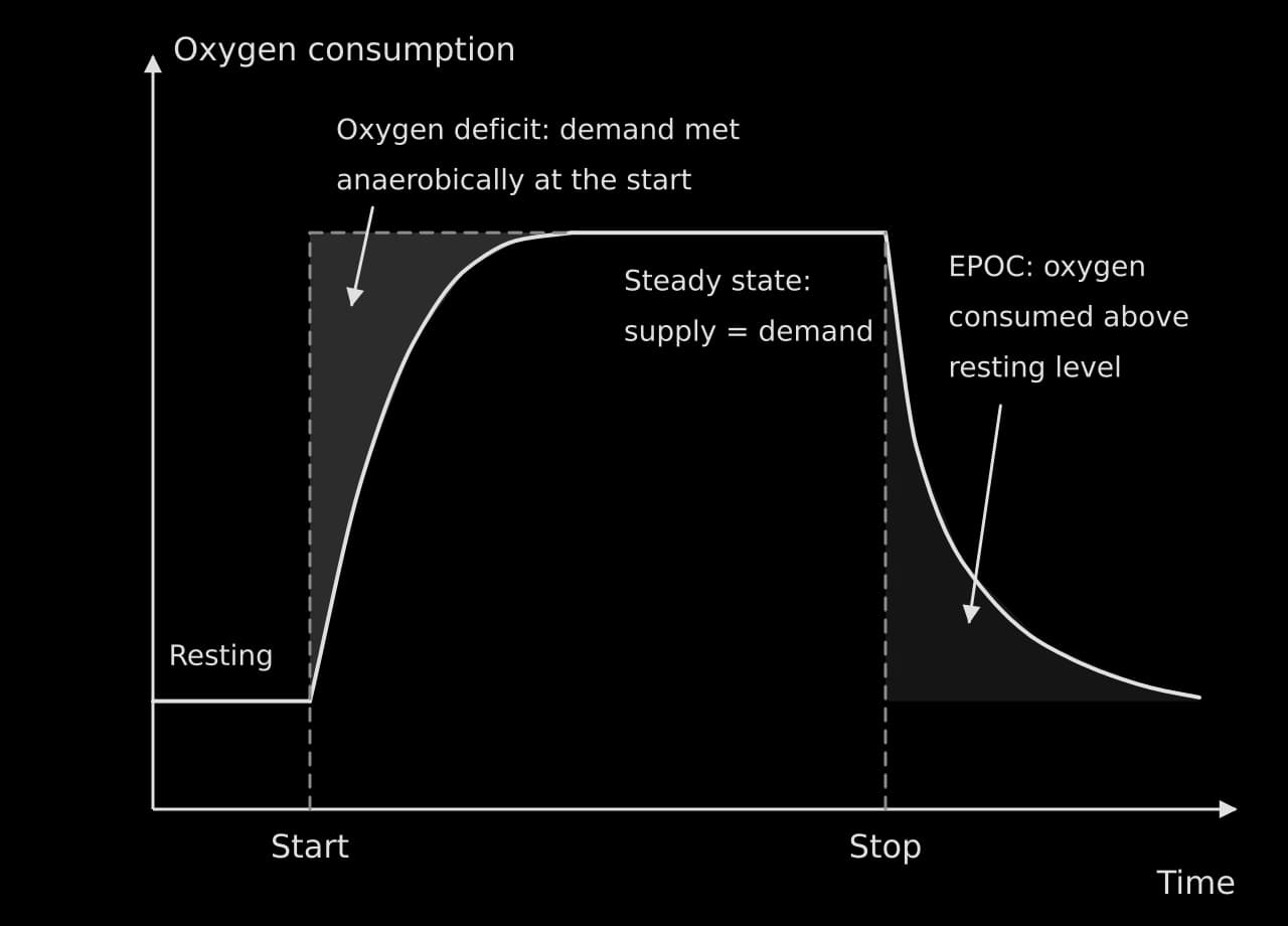 Annotated sketch of oxygen consumption against time. From resting level a curved rise to steady state (supply equals demand); shaded oxygen deficit between the dashed demand line and the curve. After exercise stops a curved fall; shaded EPOC is the oxygen consumed above resting level.