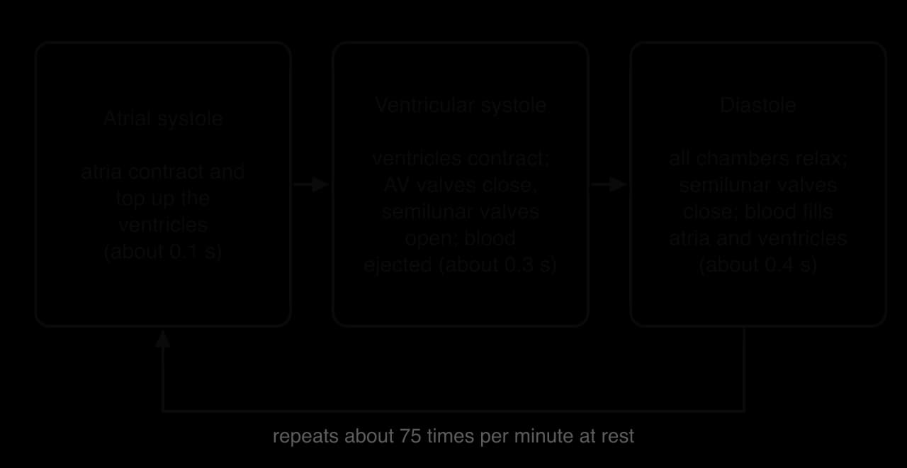 The cardiac cycle as three boxes in a loop: atrial systole (atria contract, about 0.1 s), ventricular systole (ventricles contract, AV valves close, semilunar valves open, about 0.3 s), diastole (chambers relax, semilunar valves close, chambers fill, about 0.4 s).