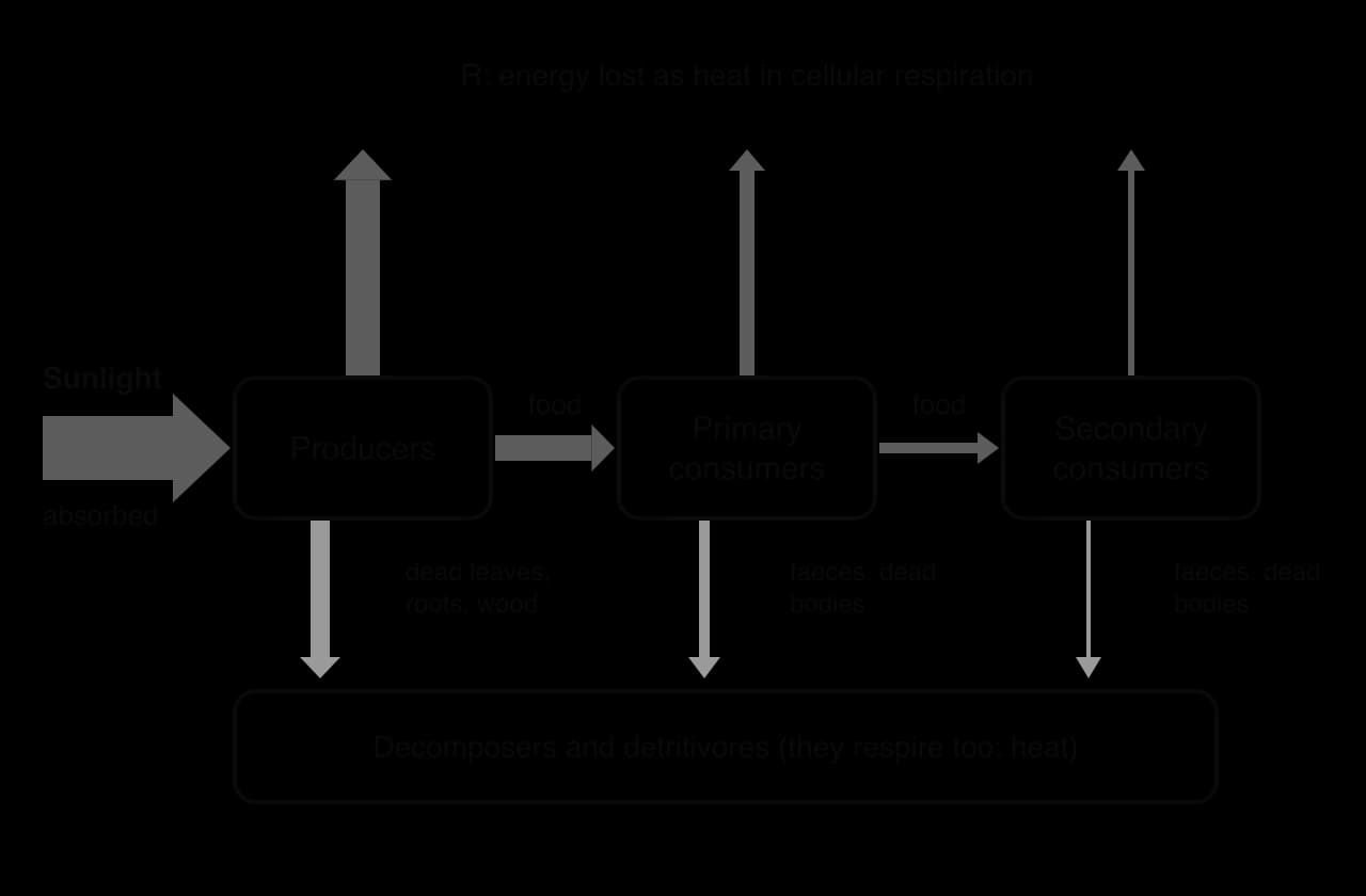 Energy flow diagram for three trophic levels. A wide sunlight arrow enters producers; narrower food arrows pass to primary then secondary consumers. Wide arrows from each level show heat lost in respiration upwards and dead matter and faeces passing down to decomposers.