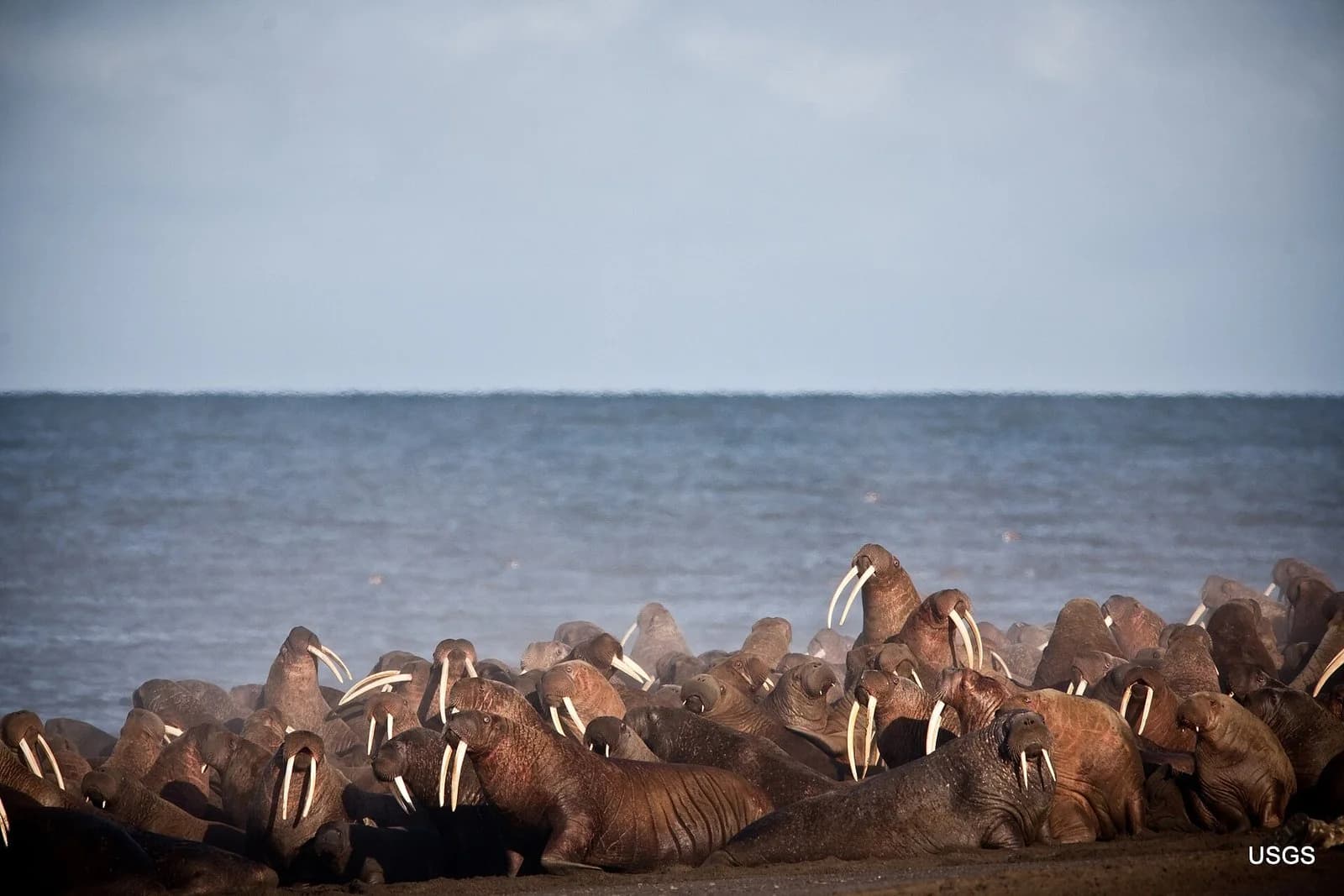 A crowded group of walruses with long tusks resting on a beach near Point Lay, Alaska, with the sea behind them.