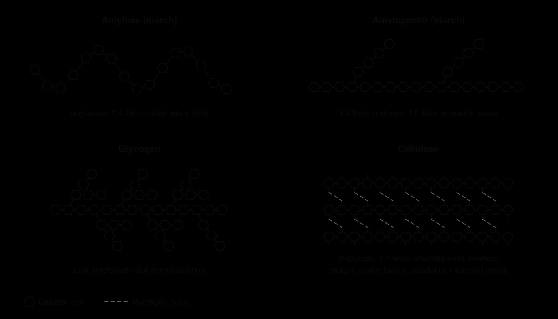 Glucose units drawn as hexagons. Amylose: unbranched chain coiled into a helix. Amylopectin: chain with branches at 1,6 links. Glycogen: chain with many more branches. Cellulose: three straight parallel beta-glucose chains, alternate units inverted, joined by dashed hydrogen bonds.