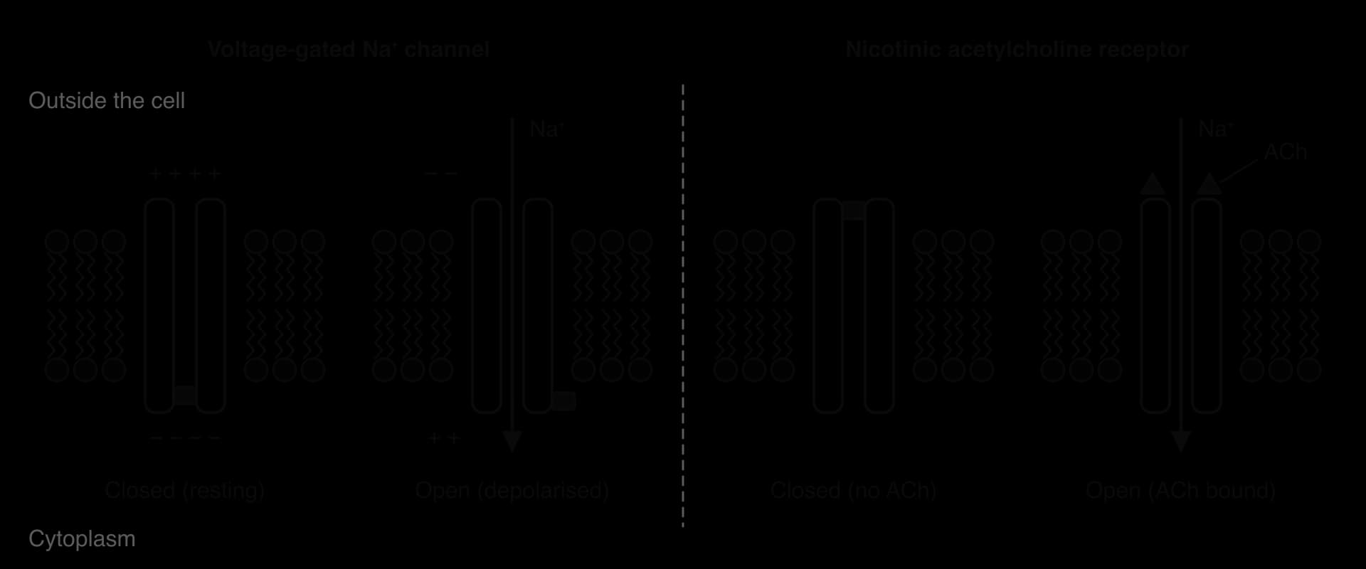 Left: voltage-gated Na⁺ channel closed at rest (positive outside, negative inside, gate blocking the pore) and open when depolarised, Na⁺ flowing in. Right: nicotinic acetylcholine receptor closed with no ACh, and open with two ACh bound, Na⁺ flowing in.