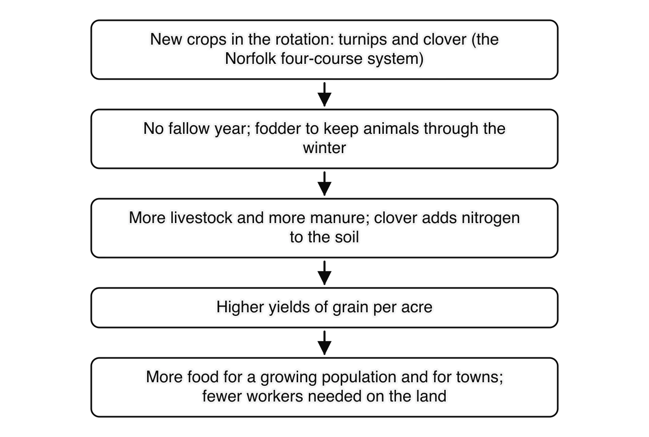 Chain of five boxes: new crops such as turnips and clover in a four-course rotation; no fallow year and winter fodder; more livestock and manure, with clover adding nitrogen; higher grain yields per acre; more food for a growing population and towns, and fewer workers needed on the land.