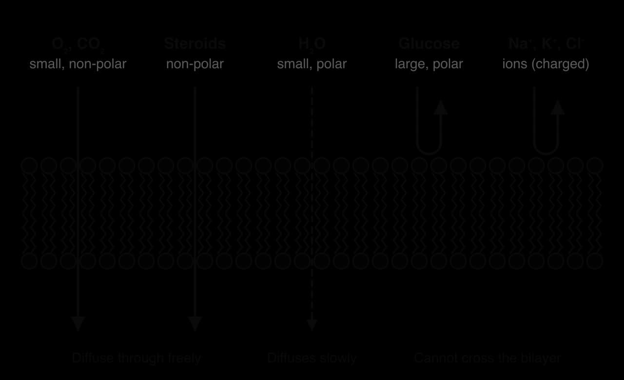 A phospholipid bilayer with five types of particle above it. O₂ and CO₂ (small, non-polar) and steroids (non-polar) pass straight through. H₂O (small, polar) passes slowly (dashed arrow). Glucose (large, polar) and Na⁺, K⁺, Cl⁻ (ions) bounce back and cannot cross.
