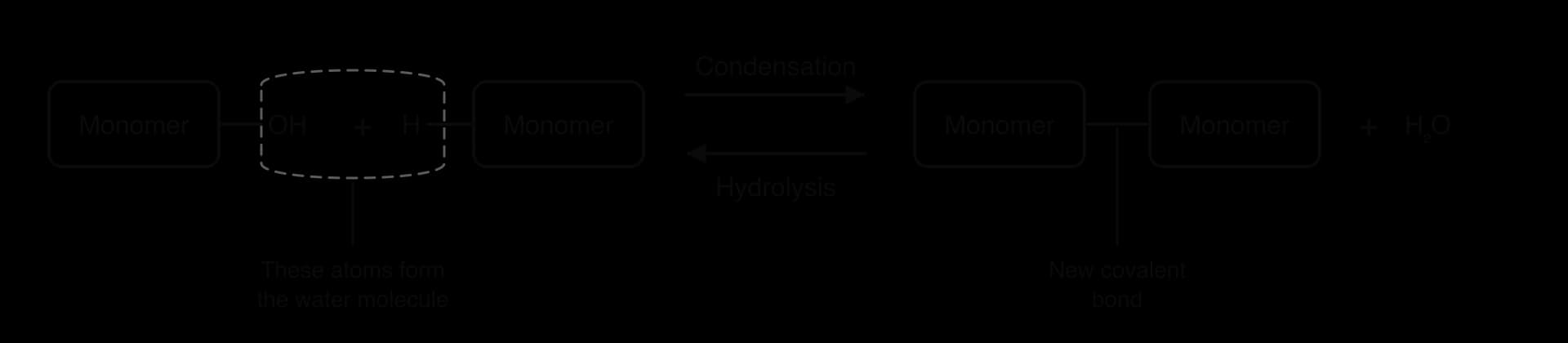 Two monomers with OH and H at the joining ends, enclosed in a dashed outline labelled as the atoms that form water. A Condensation arrow leads to the two monomers joined by a new covalent bond, plus H2O; a reverse arrow is labelled Hydrolysis.