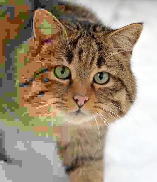 Photo of a wildcat's face. The right side is sharp. Moving left, JPEG quality drops: the fur detail is lost and the picture breaks into visible square blocks of flat colour, strongest at the far left edge.