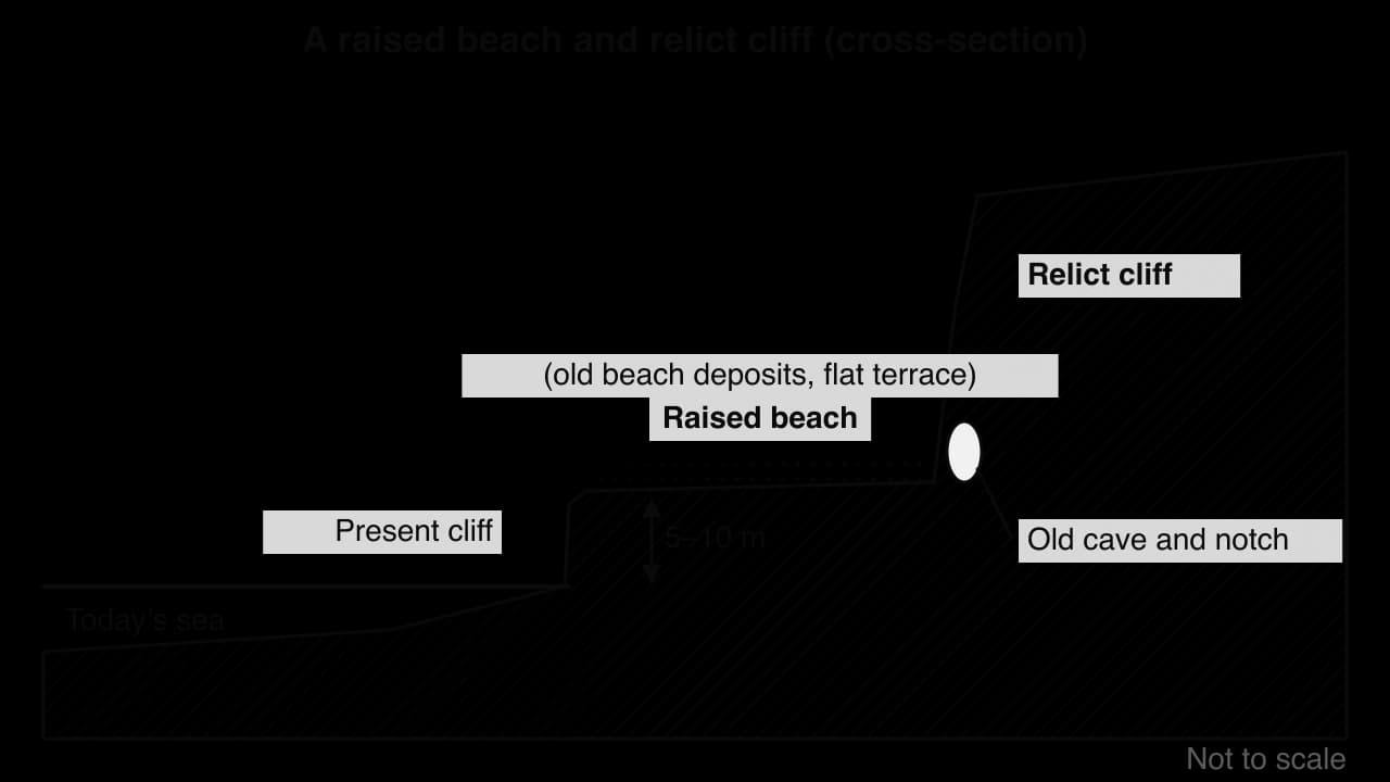 Cross-section of an emergent coast: today's sea and present cliff at the bottom; 5–10 m higher, a flat raised beach terrace of old beach deposits backed by a relict cliff with an old cave and notch.