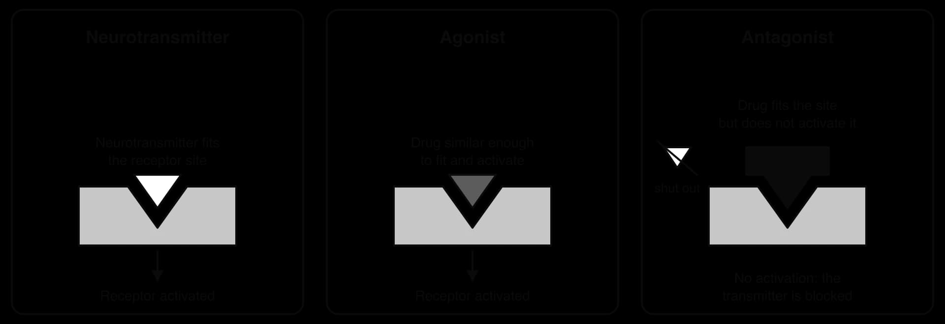 Three panels: a neurotransmitter fits its receptor site and activates it; an agonist drug fits and activates the receptor in the same way; an antagonist drug fits the site without activating it, shutting the neurotransmitter out.
