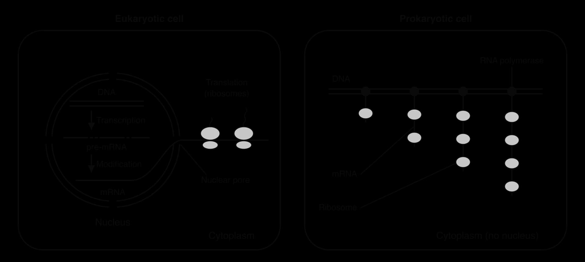 Left, a eukaryotic cell: in the nucleus, DNA is transcribed into pre-mRNA with introns, modified into shorter mRNA, which leaves through a nuclear pore for translation by ribosomes. Right, a prokaryotic cell: RNA polymerases on the DNA make mRNA strands that already carry ribosomes.