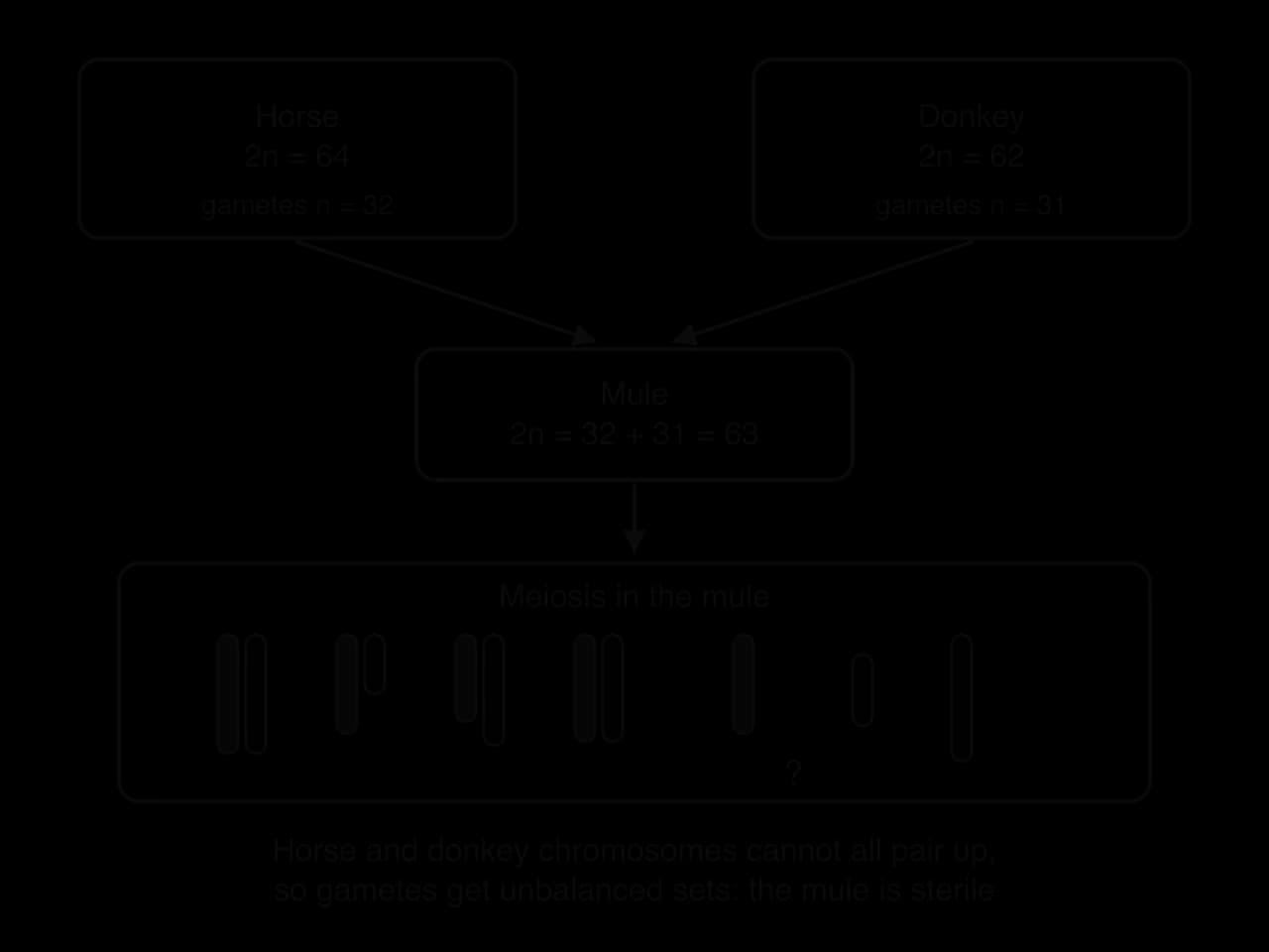 Flow diagram: a horse (2n = 64, gametes n = 32) and a donkey (2n = 62, gametes n = 31) produce a mule with 2n = 32 + 31 = 63. In meiosis in the mule, some horse and donkey chromosomes form imperfect pairs and others have no partner, labelled with a question mark.