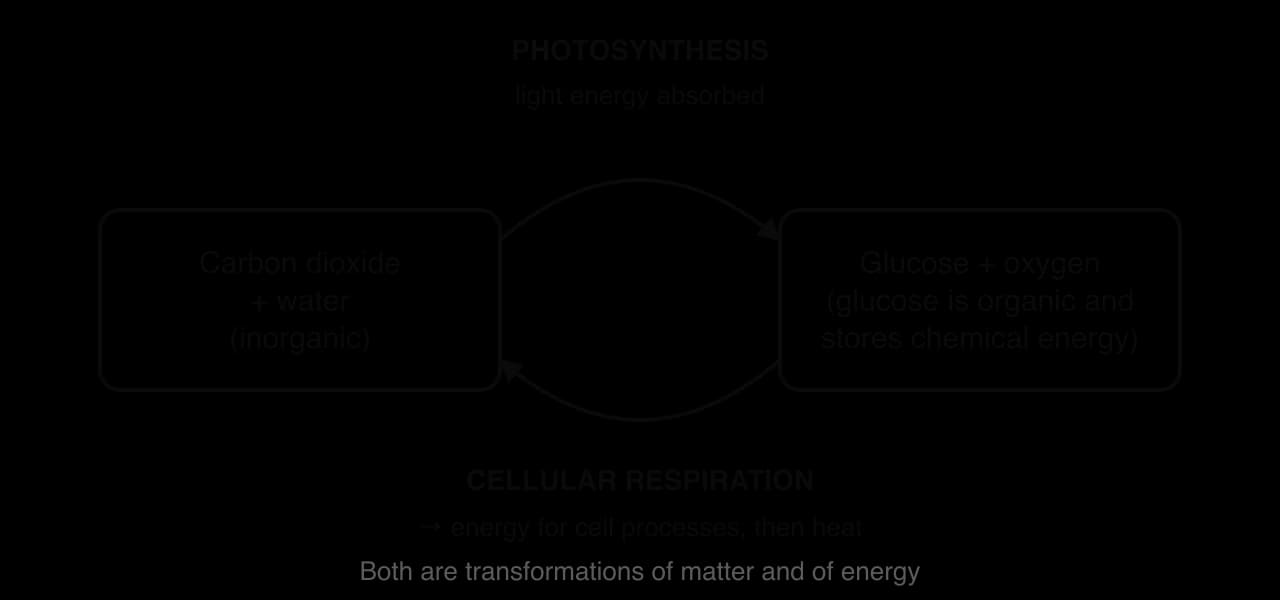 Cycle diagram: photosynthesis uses light energy to turn carbon dioxide and water into glucose and oxygen; cellular respiration turns glucose and oxygen back into carbon dioxide and water, releasing energy for cell processes that ends as heat.