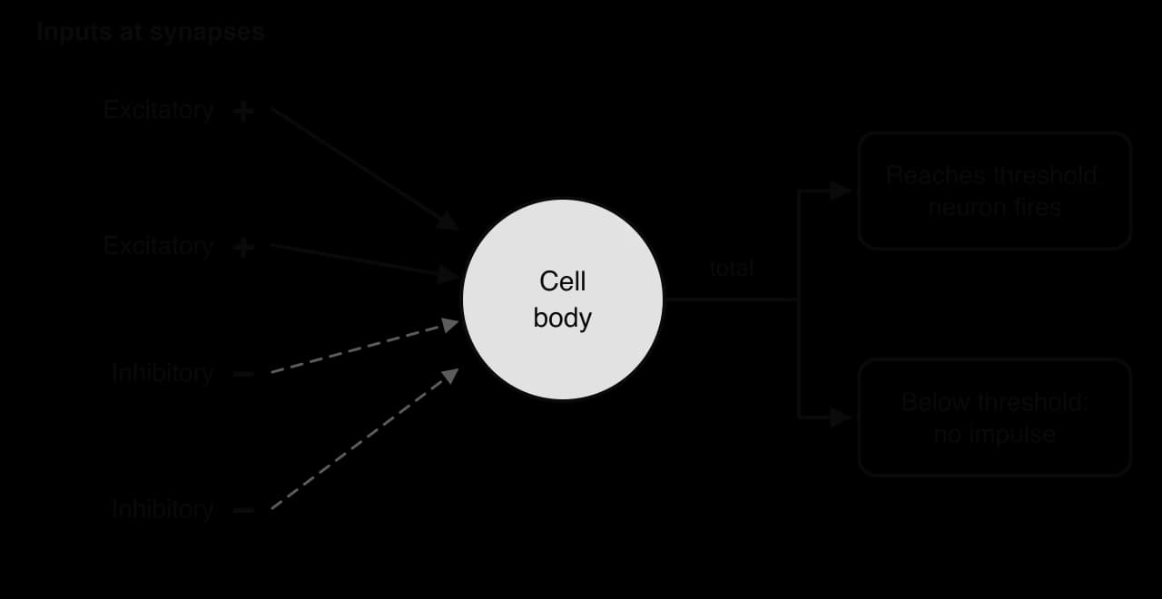 Two excitatory (+) and two inhibitory (−) inputs converge on a cell body, which adds them; if the total reaches threshold the neuron fires, if it stays below threshold there is no impulse.