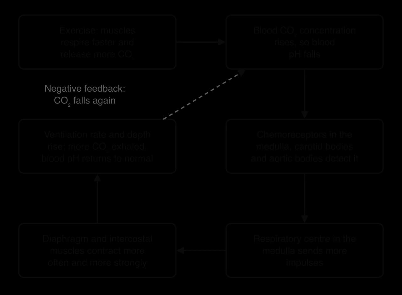 Loop: exercise releases more CO₂; blood CO₂ rises and pH falls; chemoreceptors in the medulla, carotid and aortic bodies detect it; the respiratory centre sends more impulses; diaphragm and intercostal muscles contract more; ventilation rises and CO₂ falls (negative feedback).
