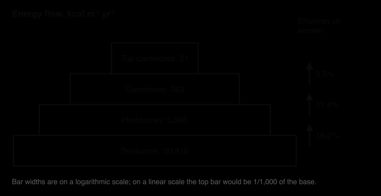 Pyramid of energy for Silver Springs, Florida in kcal per square metre per year, widths on a log scale: producers 20,810; herbivores 3,368; carnivores 383; top carnivores 21. Transfer efficiencies 16.2%, 11.4% and 5.5%.