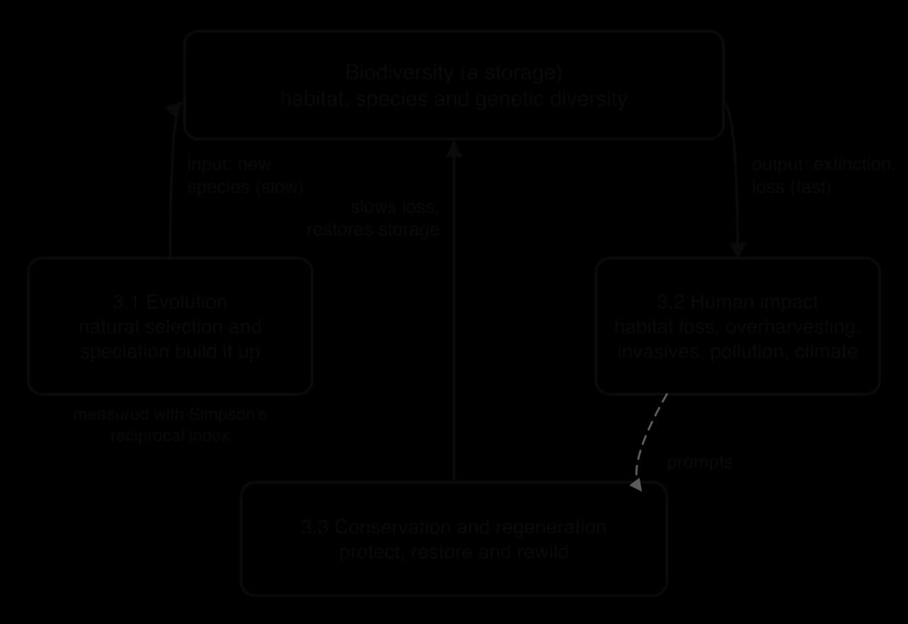 Concept map: biodiversity (habitat, species and genetic diversity) as a storage. Evolution (3.1) adds new species slowly; human impact (3.2) removes it fast through habitat loss, overharvesting, invasives, pollution and climate; conservation and regeneration (3.3) slow loss and restore it.