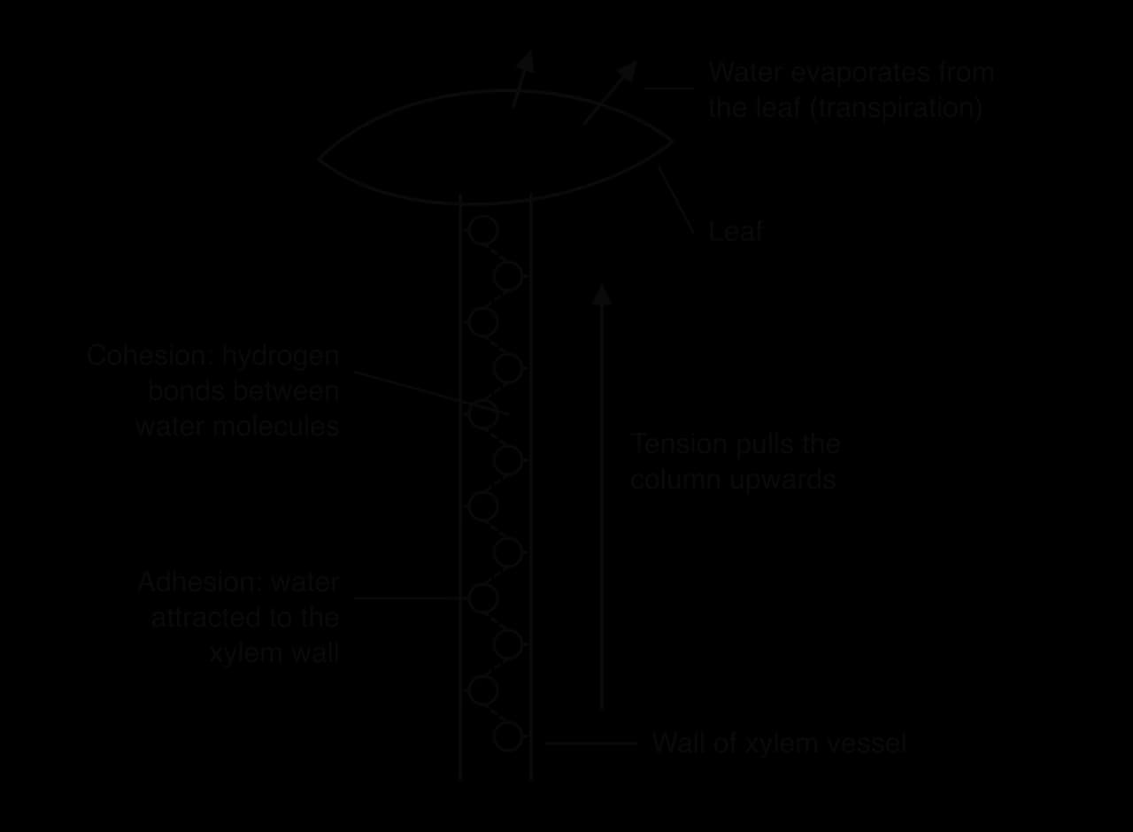 A xylem vessel rising to a leaf. A chain of water molecules inside the vessel is linked by dashed hydrogen bonds labelled cohesion; molecules at the edge are attracted to the vessel wall, labelled adhesion. Arrows show water evaporating from the leaf and tension pulling the column upwards.