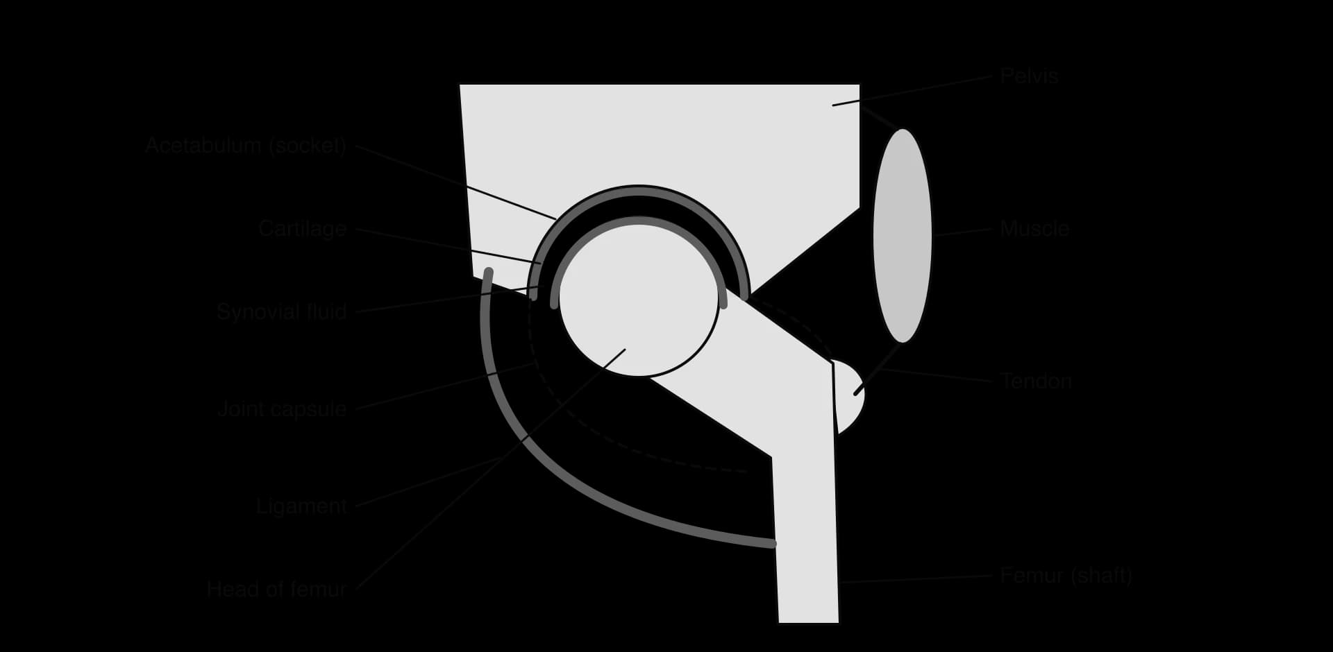 Hip joint in section. The head of the femur sits in the acetabulum of the pelvis; both surfaces are covered by cartilage with synovial fluid between them. A dashed joint capsule encloses the joint, a ligament runs from pelvis to femur outside it, and a muscle attaches by a tendon to the femur.