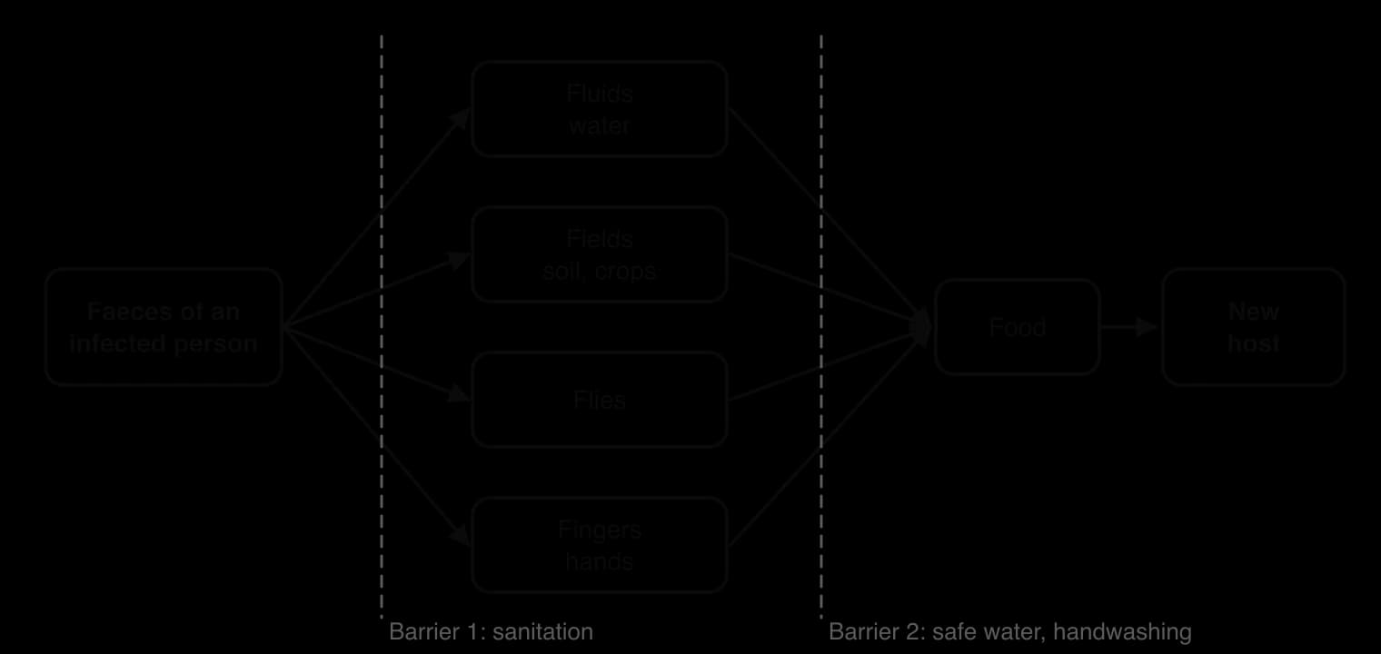 F-diagram: faeces of an infected person reach a new host through fluids, fields, flies and fingers, then food; dashed lines mark barrier 1 (sanitation) and barrier 2 (safe water, handwashing).