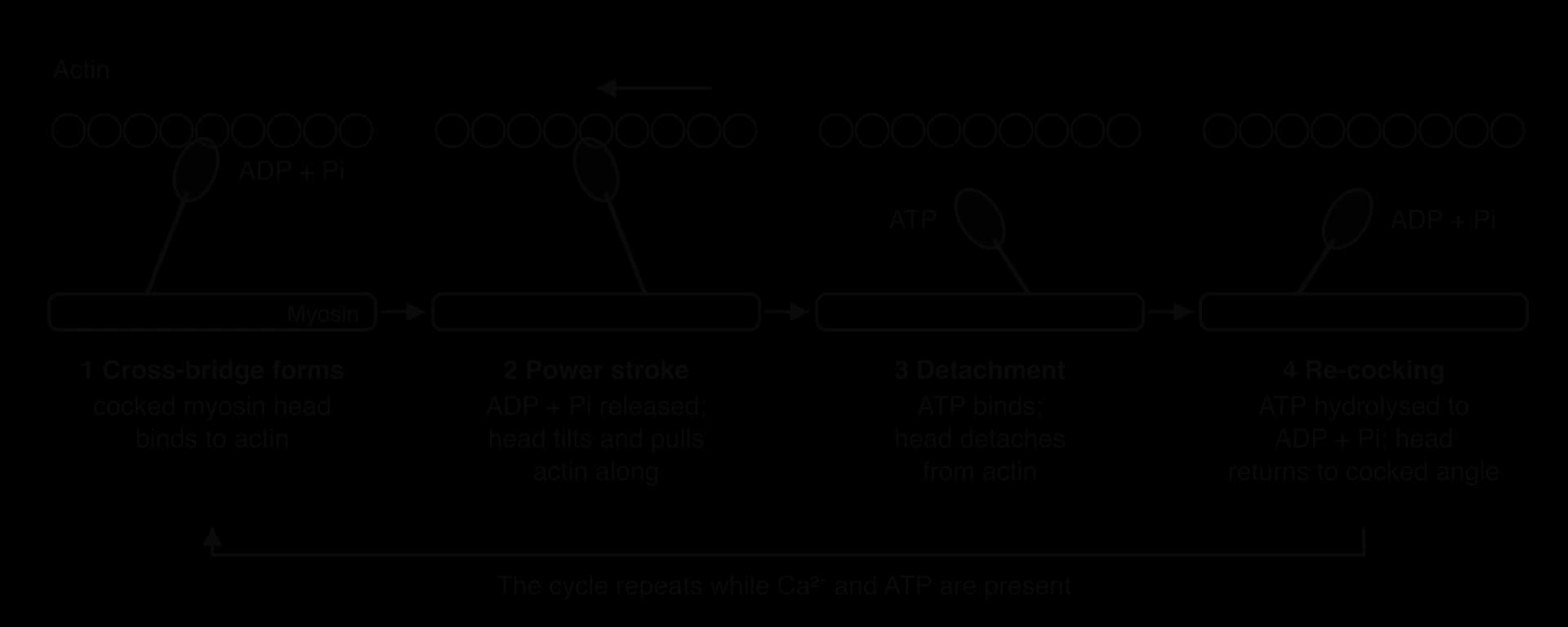 Four panels of a myosin head on a thick filament below a chain of actin beads. 1: cocked head carrying ADP + Pi binds actin. 2: ADP + Pi released, head tilts, actin moves left. 3: ATP binds, head detaches. 4: ATP hydrolysed to ADP + Pi, head re-cocked. Arrow returns to 1.