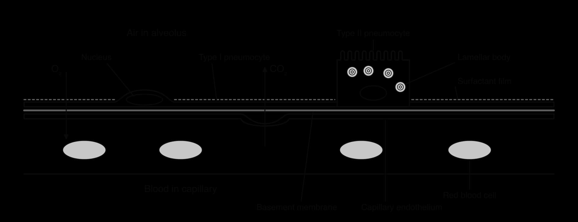 Section of an alveolar wall: air above; a thin type I pneumocyte with a nucleus bulge; a cuboidal type II pneumocyte with microvilli and lamellar bodies; a surfactant film; basement membrane; capillary endothelium; red blood cells below. Arrows show O₂ in and CO₂ out.