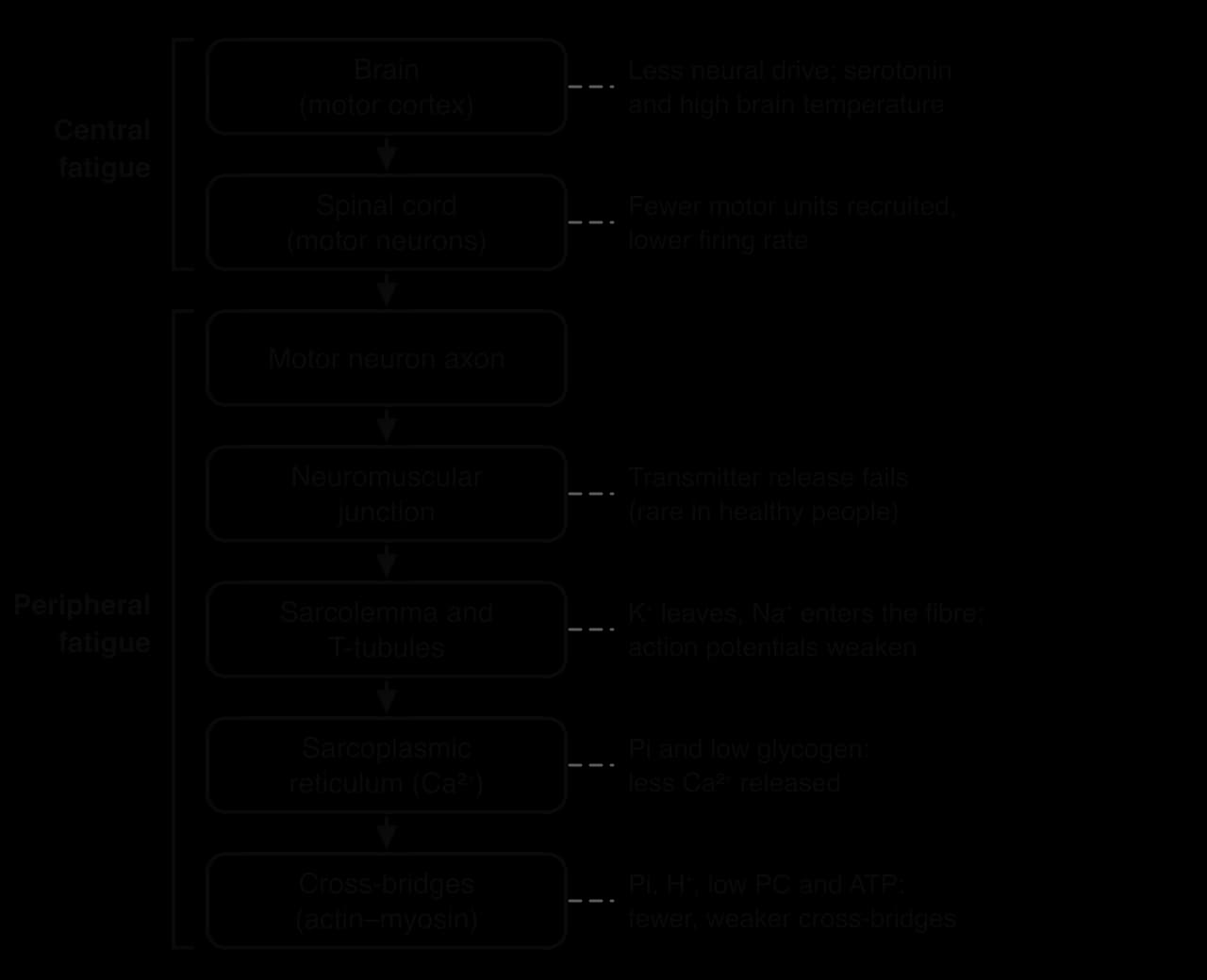 Flow chart from brain (motor cortex) to spinal cord, motor neuron axon, neuromuscular junction, sarcolemma and T-tubules, sarcoplasmic reticulum and cross-bridges. Brain and spinal cord are bracketed as central fatigue, the rest as peripheral fatigue, each with its causes.