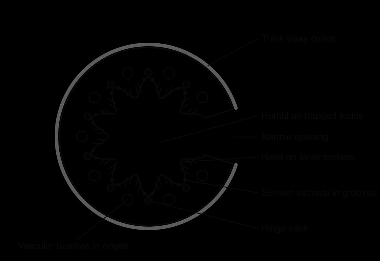 Transverse section of a rolled marram grass leaf: a C-shaped leaf with a thick waxy cuticle on the outer surface and a narrow opening. The inner surface has ridges with vascular bundles and hairs, and grooves with sunken stomata and hinge cells at their base, enclosing humid air.