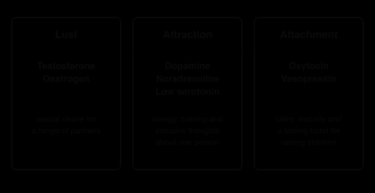 Three boxes for Fisher's systems of love. Lust: testosterone and oestrogen, sexual desire for a range of partners. Attraction: dopamine, noradrenaline and low serotonin, energy, craving and intrusive thoughts about one person. Attachment: oxytocin and vasopressin, calm, security and a lasting bond.