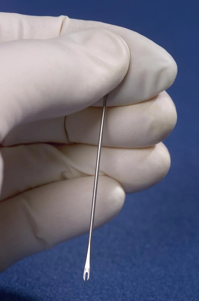 Close-up of the tip of a bifurcated needle: a thin steel needle that splits into two short prongs, used to hold a drop of smallpox vaccine.