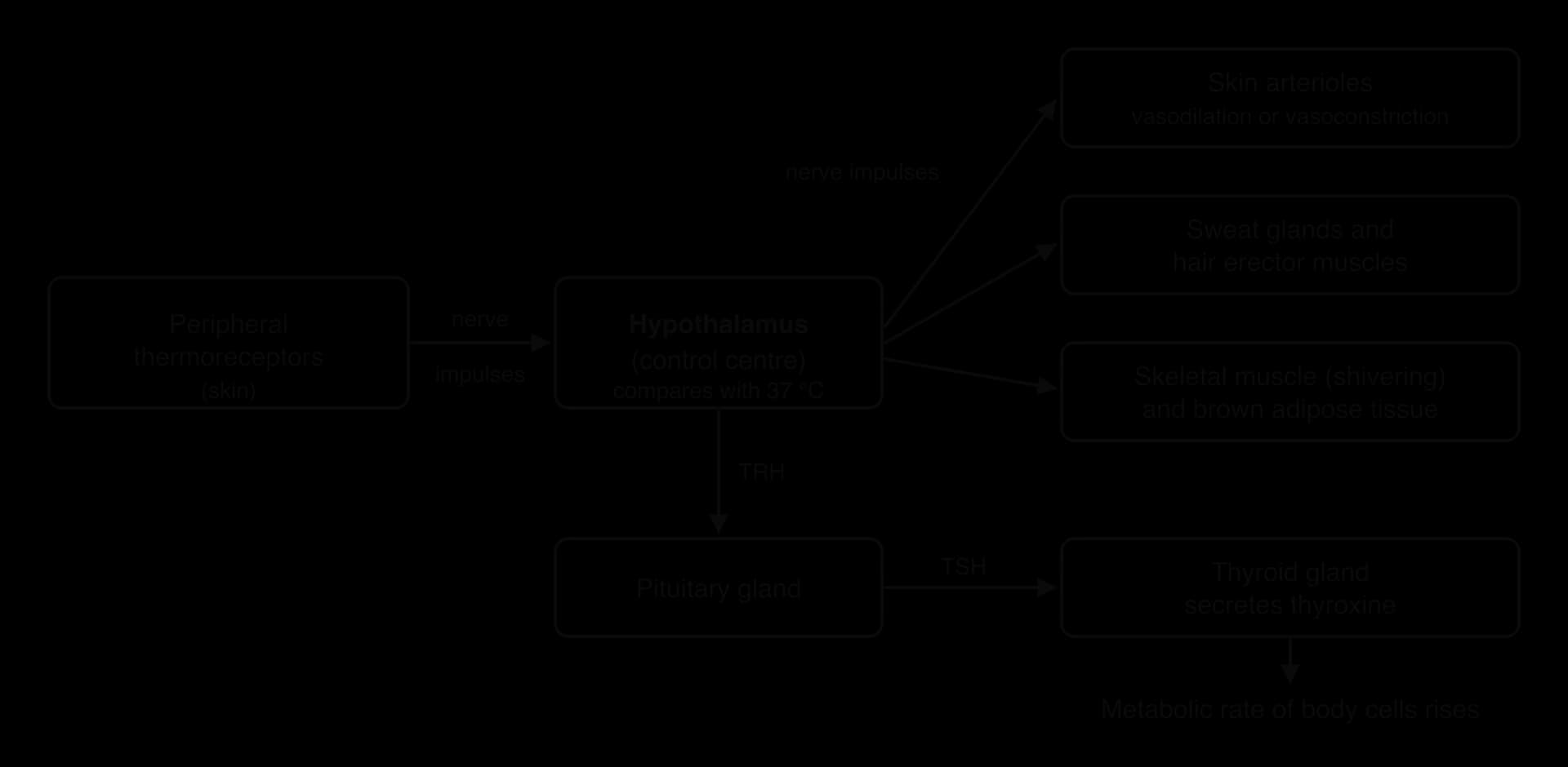 Flow chart. Skin thermoreceptors send impulses to the hypothalamus (control centre, set point 37 °C), which sends impulses to skin arterioles, sweat glands, hair erector muscles, skeletal muscle and brown fat, and TRH to the pituitary; TSH makes the thyroid secrete thyroxine, raising metabolic rate.
