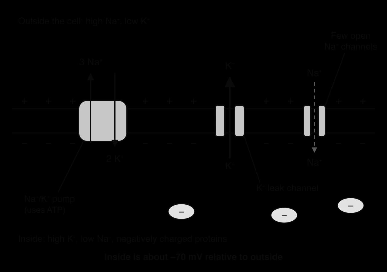 Membrane with + charges outside and − charges inside. A Na⁺/K⁺ pump (uses ATP) moves 3 Na⁺ out and 2 K⁺ in. A K⁺ leak channel lets K⁺ diffuse out (thick arrow); a few open Na⁺ channels let a little Na⁺ in (dashed arrow). Negative proteins inside. Inside is about −70 mV.