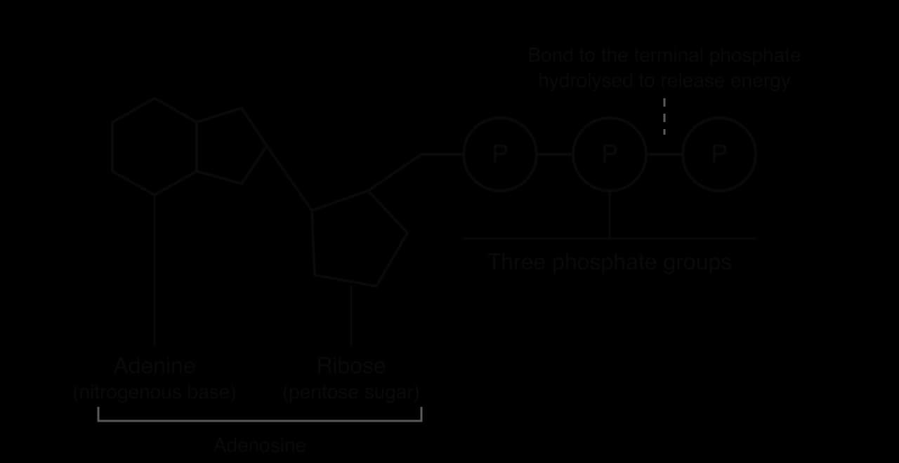Diagram of ATP. A double-ring adenine (nitrogenous base) is bonded to a five-sided ribose (pentose sugar); together they are labelled adenosine. Three phosphate groups, each a circle labelled P, are joined in a chain to the ribose. A dashed line marks the bond to the terminal phosphate.