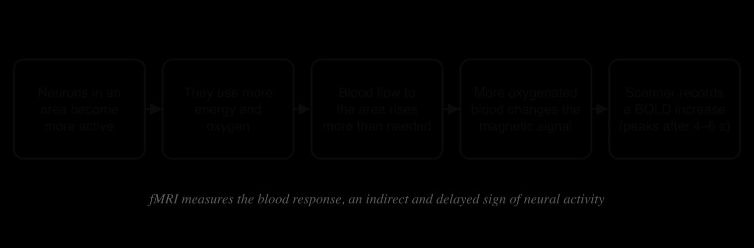 Five-step chain: neurons in an area become more active; they use more energy and oxygen; blood flow to the area rises more than needed; more oxygenated blood changes the magnetic signal; the scanner records a BOLD increase that peaks 4–6 seconds later.