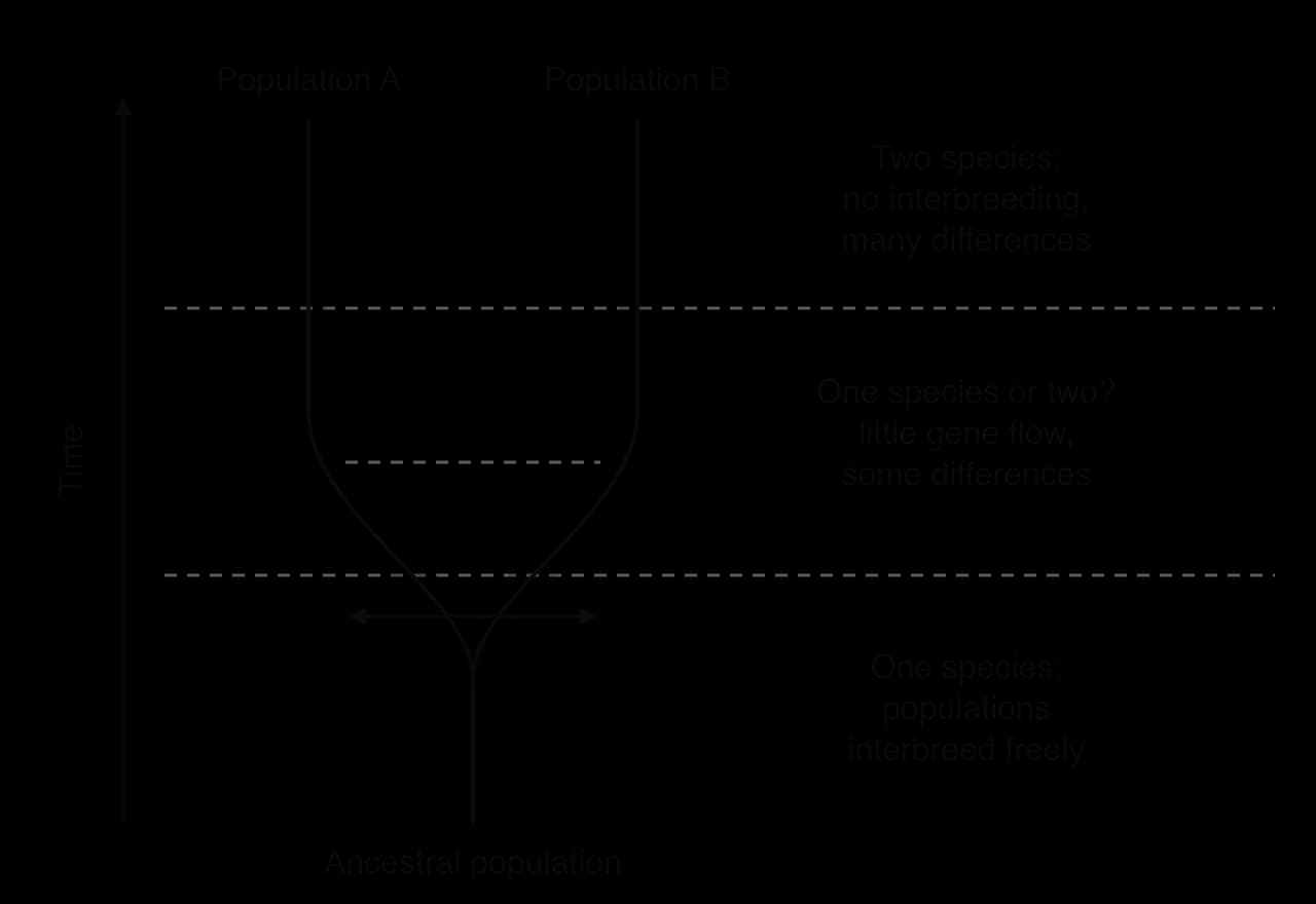 A single ancestral population at the bottom splits into population A and population B, which move apart over time. In the lower zone they interbreed freely (one species), in a shaded middle zone gene flow is reduced (one species or two?), and in the upper zone they are two species.