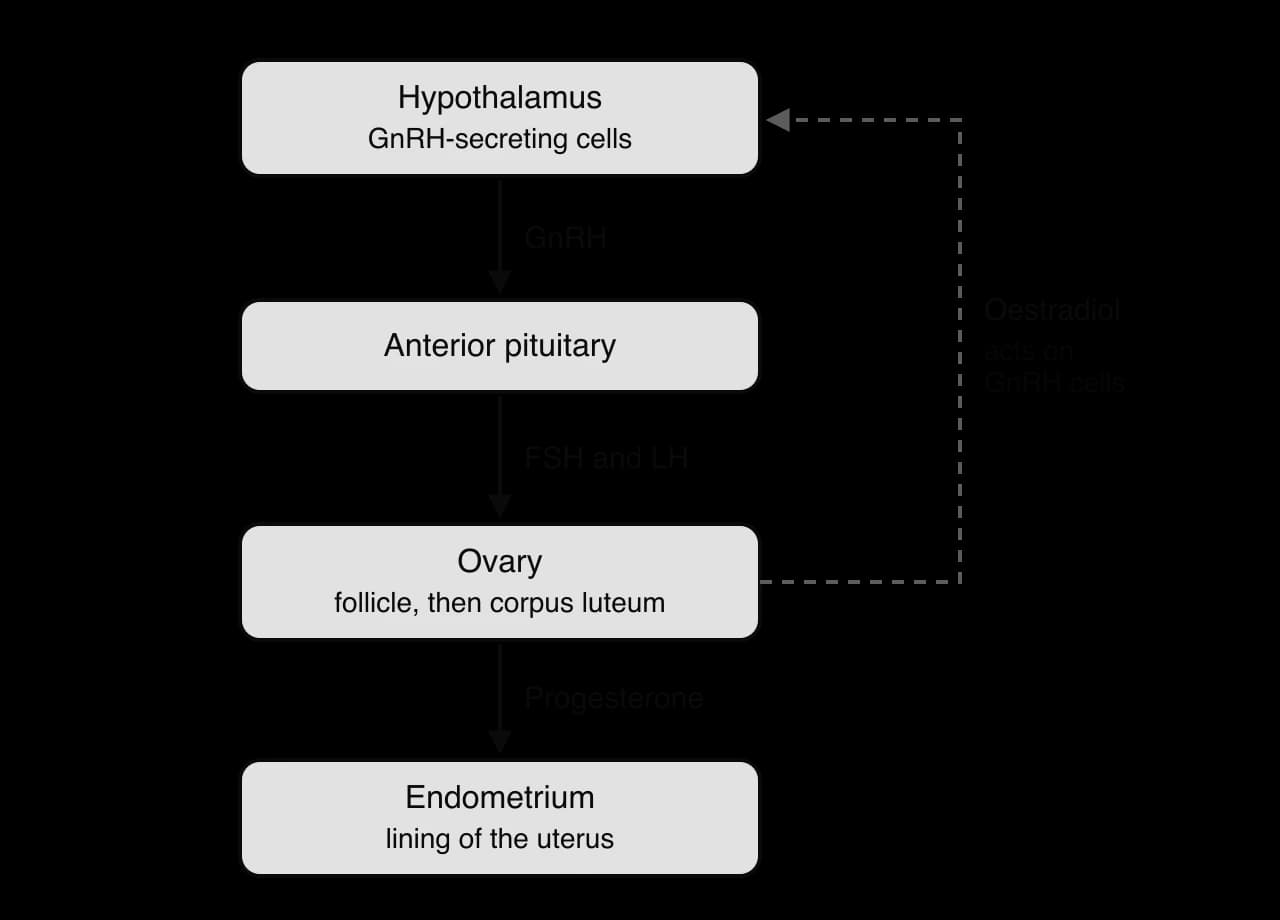 Flow chart: hypothalamus GnRH cells release GnRH to the anterior pituitary, which releases FSH and LH to the ovary. The ovary releases progesterone to the endometrium. A dashed arrow shows oestradiol from the ovary acting back on the GnRH cells.