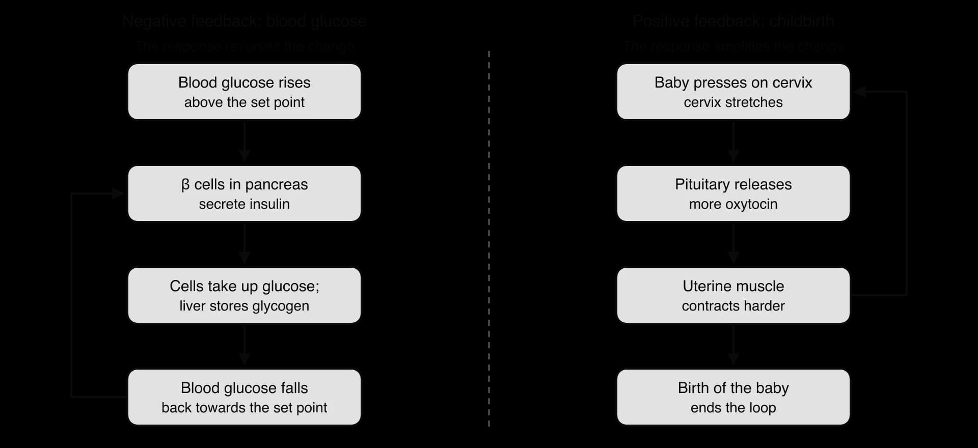 Negative feedback: blood glucose rises, β cells secrete insulin, cells take up glucose, glucose falls, with an arrow back to the β cells. Positive feedback: baby stretches cervix, more oxytocin, stronger contractions, arrow back to the start; birth ends the loop.