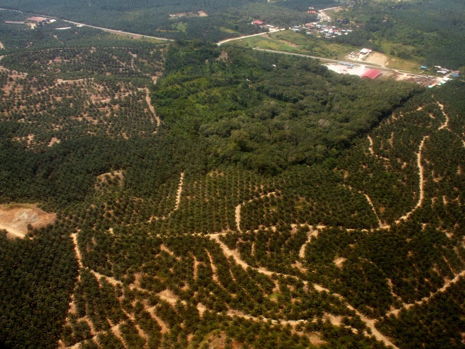 Aerial view of a small, dark green patch of rainforest surrounded by large regular rows of oil palm plantation in Sabah, Malaysian Borneo.