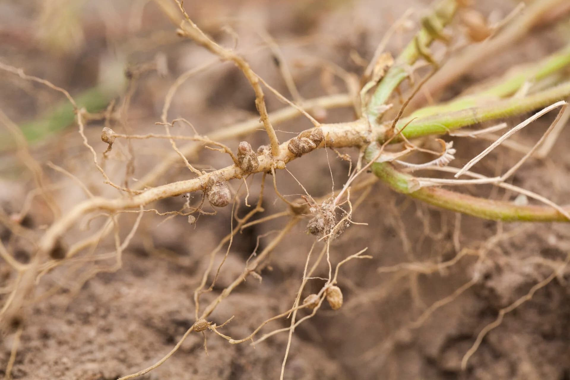 Roots of a young legume plant pulled from the soil, with several rounded brown root nodules attached along the main root.