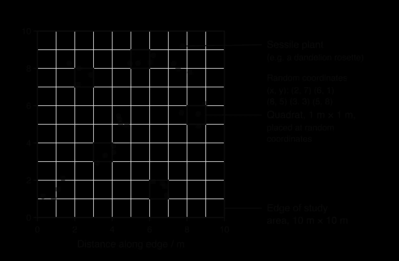 A 10 m by 10 m study area drawn as a grid with axes from 0 to 10 m. Dark dots show sessile plants, some in clumps. Five 1 m by 1 m quadrats are placed at random coordinates (2, 7), (6, 1), (8, 5), (3, 3) and (5, 8). Labels: sessile plant, quadrat, edge of study area.